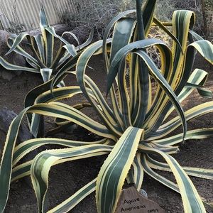 Meet your Posher, leahhnah!